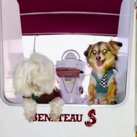 boat_dog